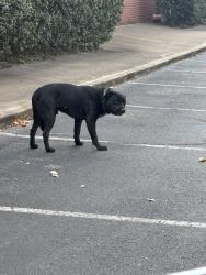 Found/Stray Male Dog last seen At Barnes and Noble at 1230pm. Crossed gtown pkwy from best buy, Bartlett, TN 38133