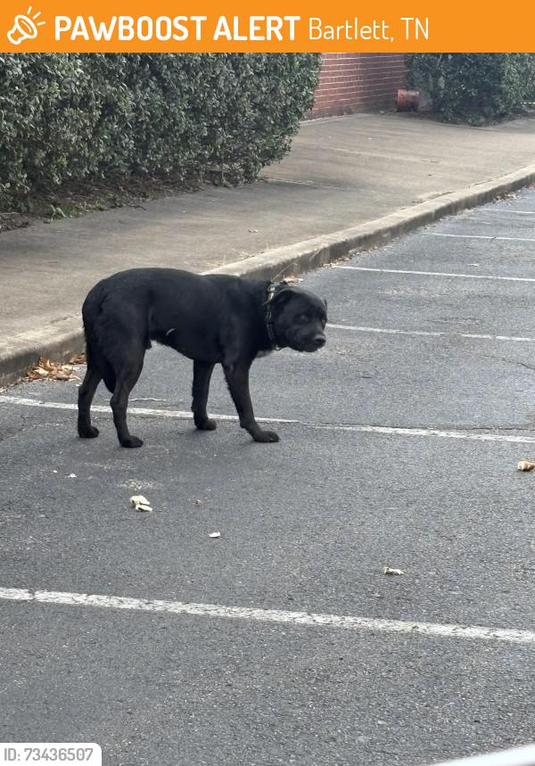 Found/Stray Male Dog last seen At Barnes and Noble at 1230pm. Crossed gtown pkwy from best buy, Bartlett, TN 38133