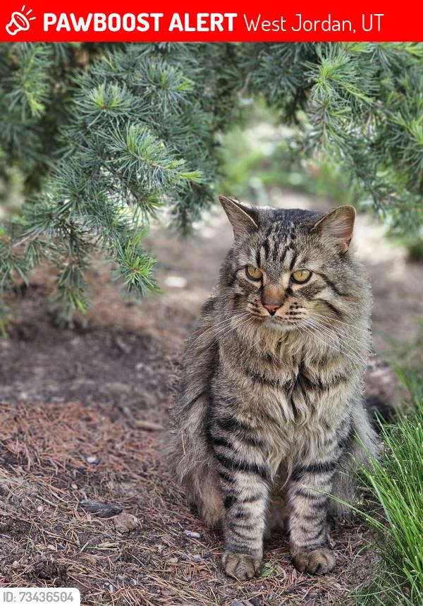 Lost Male Cat last seen 9300s 3200W West Jordan, West Jordan, UT 84088