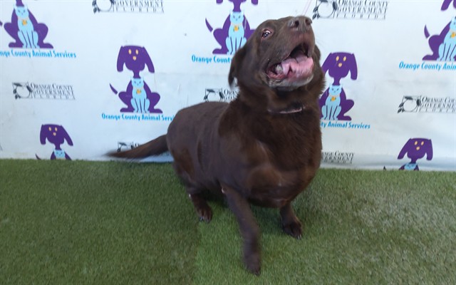 Shelter Stray Female Dog last seen , 2769 Conroy Rd, Orlando, FL 32839, USA