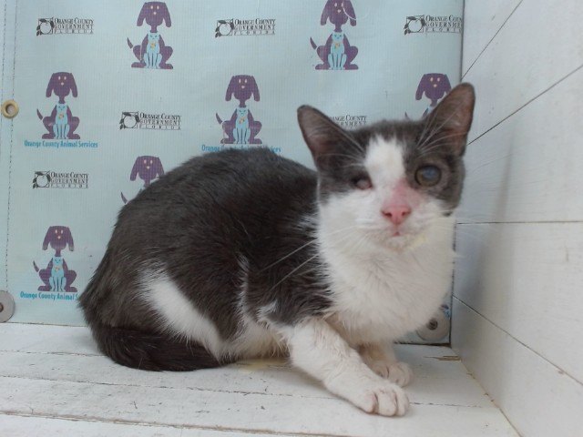 Shelter Stray Female Cat last seen , 2769 Conroy Rd, Orlando, FL 32839, USA