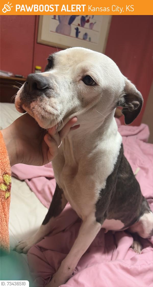 Found/Stray Female Dog last seen 47th and southeast boulevard, Kansas City, KS 66203
