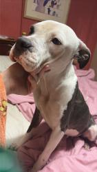 Found/Stray Female Dog last seen 47th and southeast boulevard, Kansas City, KS 66203
