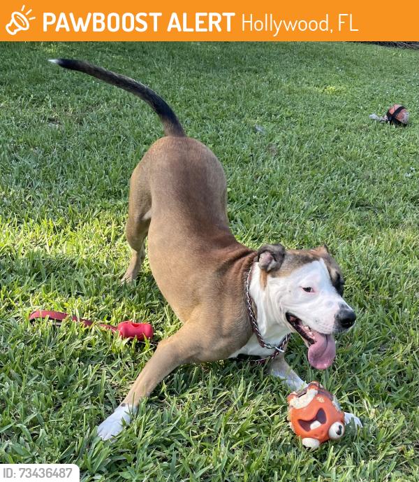 Found/Stray Male Dog last seen Corner of Funston st and 15 ave, Hollywood, FL 33020