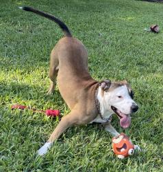 Found/Stray Male Dog last seen Corner of Funston st and 15 ave, Hollywood, FL 33020