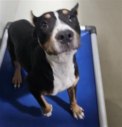 Shelter Stray Female Dog last seen Near BLOCK VIRGINIA AVE, BAKERSFIELD CA 93307, 3951 Fruitvale Ave, Bakersfield, CA 93308, USA