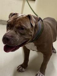 Shelter Stray Male Dog last seen CHERRY ST, 1950 Stevenson Blvd, Fremont, CA 94538, USA