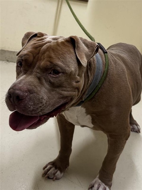 Shelter Stray Male Dog last seen CHERRY ST, 1950 Stevenson Blvd, Fremont, CA 94538, USA