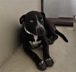 Shelter Stray Female Dog last seen Near BLOCK CHAMPMAN ST, 3951 Fruitvale Ave, Bakersfield, CA 93308, USA