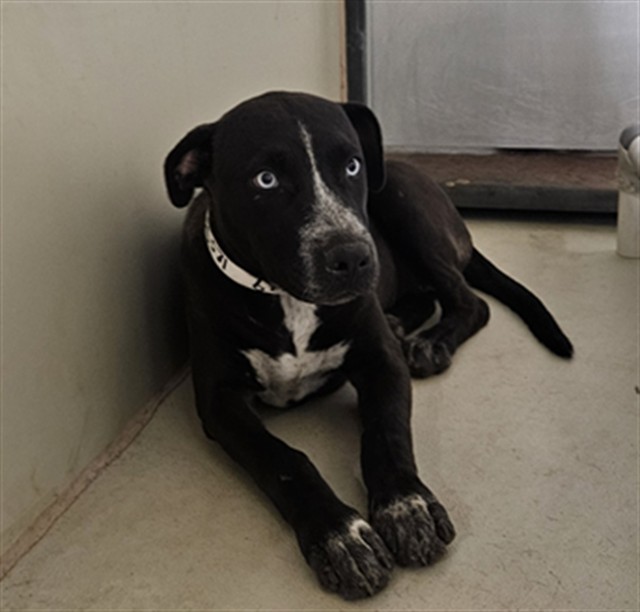Shelter Stray Female Dog last seen Near BLOCK CHAMPMAN ST, 3951 Fruitvale Ave, Bakersfield, CA 93308, USA
