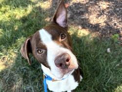 Shelter Stray Male Dog last seen CHARLOTTE, 8315 Byrum Dr, Charlotte, NC 28217, USA