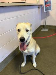 Shelter Stray Female Dog last seen IOWA AVE, 2020 Forest St, Jacksonville, FL 32204, USA