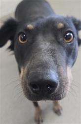 Shelter Stray Female Dog last seen VALLEY AND RIVERSIDE AVE, 333 Chandler Pl, San Bernardino, CA 92408, USA