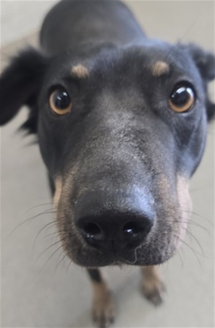 Shelter Stray Female Dog last seen VALLEY AND RIVERSIDE AVE, 333 Chandler Pl, San Bernardino, CA 92408, USA