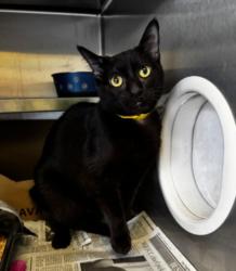 Shelter Stray Female Cat last seen , 1850 W 60th St, Los Angeles, CA 90047, USA