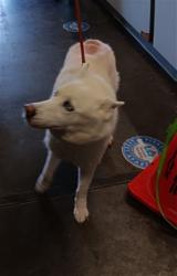 Shelter Stray Female Dog last seen , 1850 W 60th St, Los Angeles, CA 90047, USA