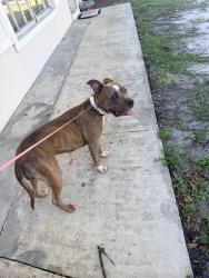 Found/Stray Female Dog last seen Nw Curtis st, Port St. Lucie, FL 34983