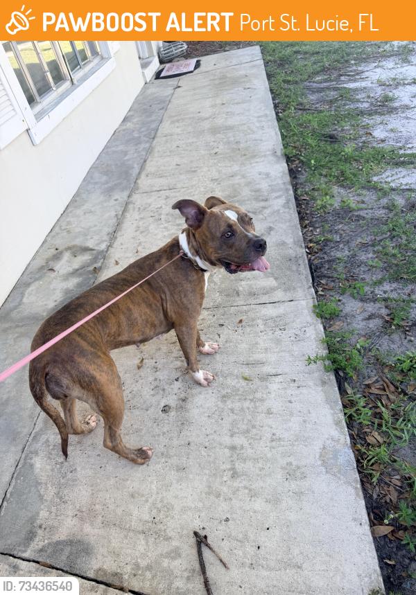 Found/Stray Female Dog last seen Nw Curtis st, Port St. Lucie, FL 34983