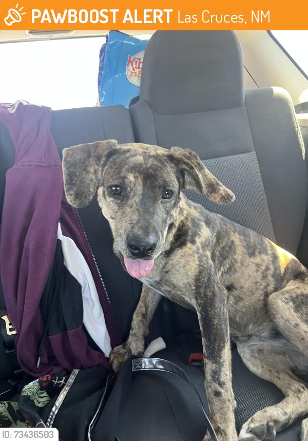 Found/Stray Female Dog last seen Calle Sosa, Las Cruces, NM 88001