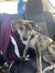 Found/Stray Female Dog last seen Calle Sosa, Las Cruces, NM 88001