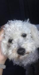 Reunited Female Dog last seen Kincaid ave, Chula Vista, CA 91913