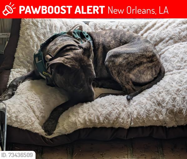 Lost Male Dog last seen Joiliet and Willow, New Orleans, LA 70118