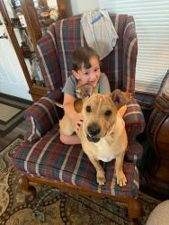 Lost Female Dog last seen Hwy 104 n., Lexington, TN 38351