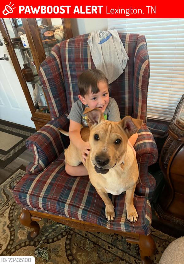 Lost Female Dog last seen Hwy 104 n., Lexington, TN 38351