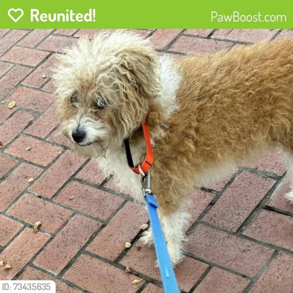 Reunited Female Dog last seen Willow rd and Coleman Menlo Park, Menlo Park, CA 94025