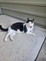 Lost Male Cat last seen Near meadow pond dr, Mechanicsville, VA 23116