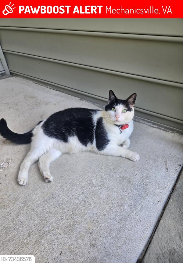 Lost Male Cat last seen Near meadow pond dr, Mechanicsville, VA 23116