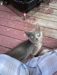 Lost Female Cat last seen Beaufort dr & e. Atlantic ave, Fairfield, CA 94533