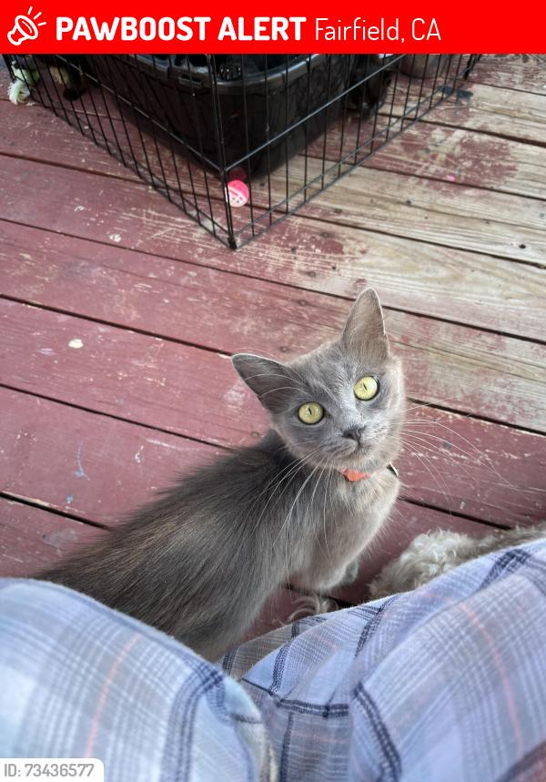 Lost Female Cat last seen Beaufort dr & e. Atlantic ave, Fairfield, CA 94533