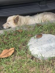 Found/Stray Unknown Dog last seen PCH and Orizaba, Long Beach, CA 90804
