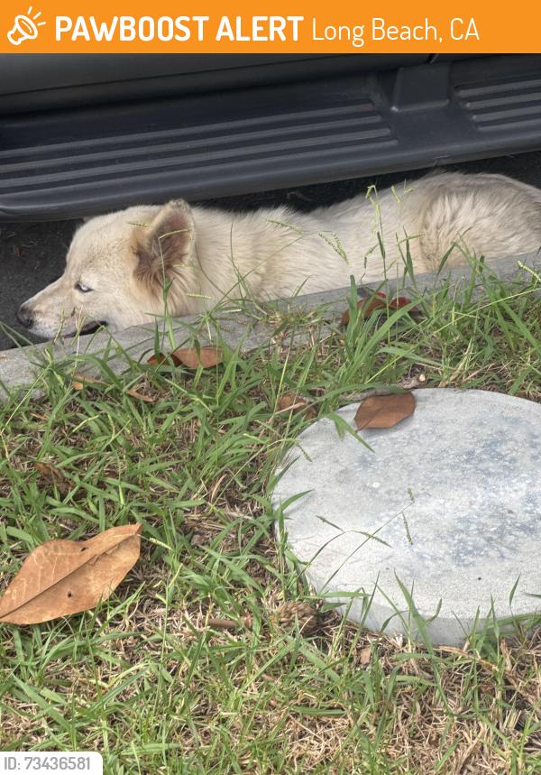 Found/Stray Unknown Dog last seen PCH and Orizaba, Long Beach, CA 90804