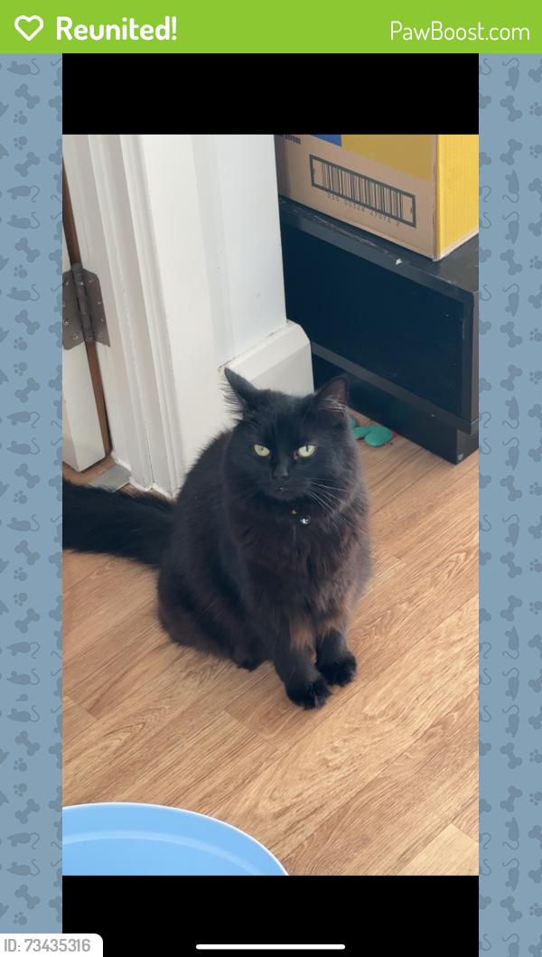 Reunited Female Cat last seen Fry close, flamsteed heights, West Sussex, England RH11 9JH