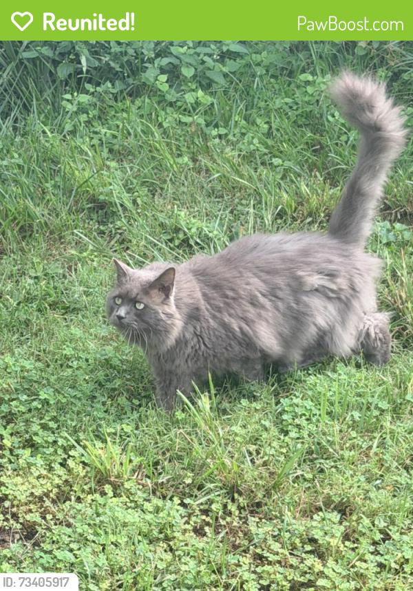 Reunited Unknown Cat last seen Silver Maple ests, Monrovia, MD 21770