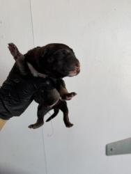Shelter Stray Unknown Dog last seen Near MONTANA, Horizon, TX, 5001 Fred Wilson Ave, El Paso, TX 79906, USA