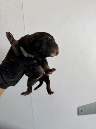 Shelter Stray Unknown Dog last seen Near MONTANA, Horizon, TX, 5001 Fred Wilson Ave, El Paso, TX 79906, USA