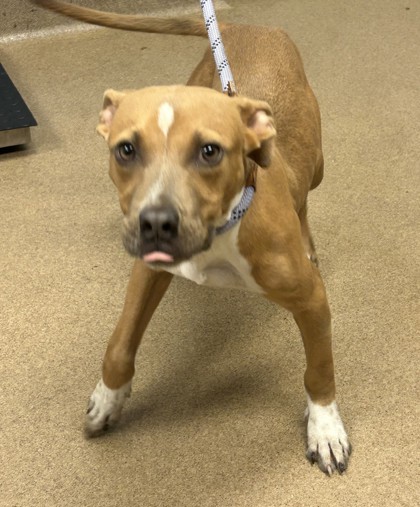 Shelter Stray Male Dog last seen walking down 155 towars ellenwood and River road, 30338, GA, 3280 Chamblee Dunwoody Rd, Chamblee, GA 30341, USA