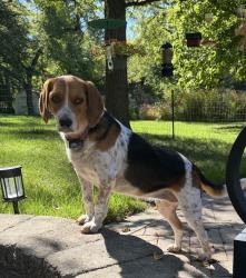 Lost Female Dog last seen Fry Road/ US 31 Near Greenwood Park Mall, Greenwood, IN 46142