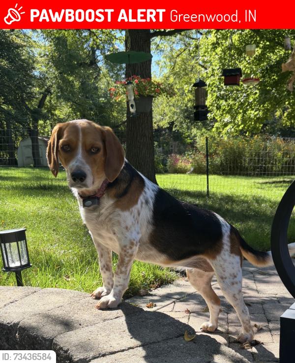 Lost Female Dog last seen Fry Road/ US 31 Near Greenwood Park Mall, Greenwood, IN 46142