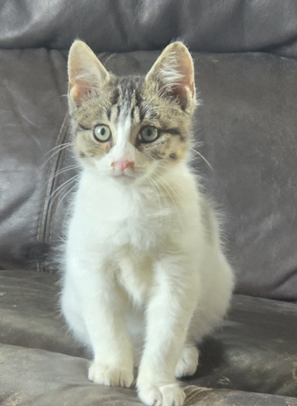 Shelter Stray Unknown Cat last seen Uphoff Rd, Cottage Grove, WI, Cottage Grove, Town of, WI, 5132 Voges Rd, Madison, WI 53718, USA