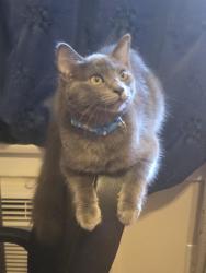 Reunited Female Cat last seen Fountain Normandie, Los Angeles, CA 90029