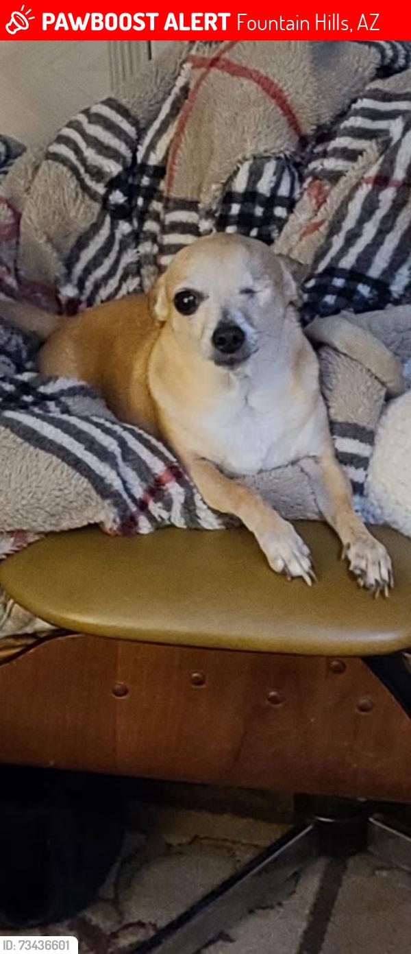 Lost Female Dog last seen East glenbrook blvd, Fountain Hills, AZ 85268