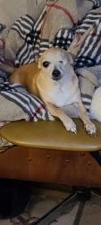 Lost Female Dog last seen East glenbrook blvd, Fountain Hills, AZ 85268