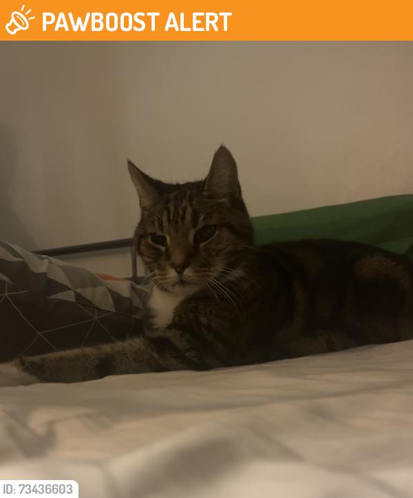 Found/Stray Unknown Cat last seen Lynmouth Avenue, Worcester Park, Anglia 