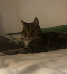 Found/Stray Unknown Cat last seen Lynmouth Avenue, Worcester Park, Anglia 