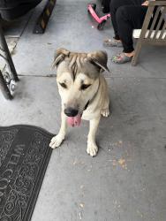 Found/Stray Male Dog last seen Near Nw 22nd Pl, Miami, FL 33147
