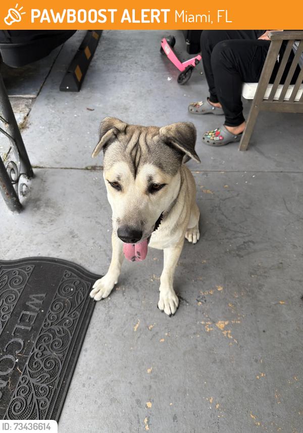 Found/Stray Male Dog last seen Near Nw 22nd Pl, Miami, FL 33147